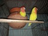 loveBird